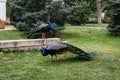 Closeup shot of Indian peafowls in a zoo