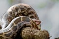 Closeup shot of an Indian python on a branch with its head popping from its curved body Royalty Free Stock Photo