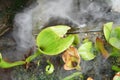 Closeup shot of an infected plant surrounded by smoke