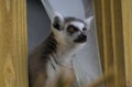 a lemur monkey looking at the camera behind a window Royalty Free Stock Photo