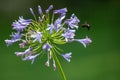 Closeup shot of an insect flying towards the African lily