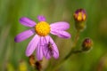 Closeup shot of an insect on a purple daisy flower with a blurred background Royalty Free Stock Photo