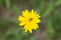 A closeup shot of an insect on a yellow flower under the sunlight