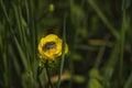 Closeup shot of an insect on a yellow poppy flower Royalty Free Stock Photo