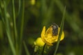 Closeup shot of an insect on a yellow poppy flower Royalty Free Stock Photo