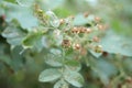 Closeup shot of insects on dry plants in a garden in Karabagh Royalty Free Stock Photo