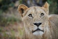 Closeup shot of an interrogative young male lion