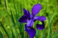 Closeup shot of an iris sibirica flower in a garden during the day Royalty Free Stock Photo