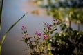 Closeup shot of ironweeds blossoming in the garden Royalty Free Stock Photo