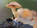 Closeup shot of an isolated small mushroom growing on a piece of decaying wood.