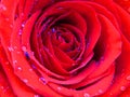 Closeup shot of an isolated Vivid red rose background. Beautiful bright red flower pattern covered with shining brilliant water.