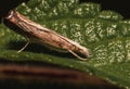 Closeup shot of Isophrictis striatella on the tree leaf Royalty Free Stock Photo