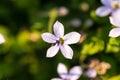 Closeup shot of the Isotoma fluviatilis flower with blurred background under sunlight Royalty Free Stock Photo