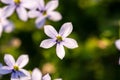 Closeup shot of the Isotoma fluviatilis flower with blurred background under sunlight Royalty Free Stock Photo