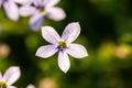 Closeup shot of the Isotoma fluviatilis flower with blurred background under sunlight Royalty Free Stock Photo