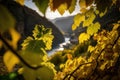 Closeup shot of an italian vineyard, generative AI