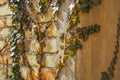 Closeup shot of ivy roots and leaves growing on a brick wall Royalty Free Stock Photo