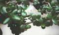 Closeup shot of a jade plant branches with green leaves Royalty Free Stock Photo