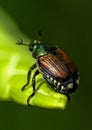 Closeup shot of a Japanese beetle perched on a leaf of a green plant. Royalty Free Stock Photo