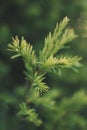 Closeup shot of the Japanese cedar tree  leaves Royalty Free Stock Photo