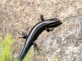 Closeup shot of a Japanese Five-lined Skink on a rock