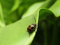 Closeup shot of the Japanese knotweed leaf beetle (Gallerucida bifasciata) resting on the green leaf Royalty Free Stock Photo