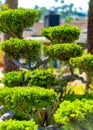 Closeup shot of Japanese Niwaki garden tree Royalty Free Stock Photo