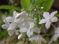 Closeup shot of a Jasmine flower with snow-white subtle petals in the garden Royalty Free Stock Photo