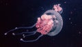 Closeup shot of a jellyfish swimming gracefully in the blue ocean, its tentacles reaching outwards.