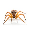 a closeup shot of a jumping spider on a white surface, Ai generated Royalty Free Stock Photo