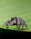 Closeup shot of a jumping spider (Phidippus audax) on a green leaf