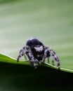 Closeup shot of a jumping spider (Phidippus audax) on a green leaf