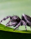 Closeup shot of a jumping spider (Phidippus audax) on a green leaf