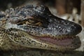 Closeup shot of a juvenile alligator with a blurred background