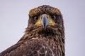 Closeup shot of a juvenile bald eagle looking at the camera. Royalty Free Stock Photo