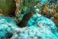 A closeup shot of a juvenile Golden Tail moray eel in the Bonaire Marine Park