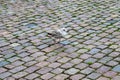 Closeup shot of a juvenile gull on a brick ground Royalty Free Stock Photo