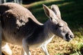 Closeup shot of a kangaroo with its eyes closed Royalty Free Stock Photo