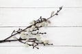 Closeup shot of kitten willow flowers on a white wooden surface with a copy space