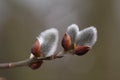 Closeup shot of kitten willow plants on a blurred background