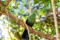 Closeup shot of a Knysna loerie on the tree