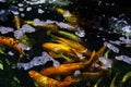 Koi Pond. Beautiful multicolored koi fish swimming in the pond. Clean water, stones, beautiful reflections, and fancy fish Royalty Free Stock Photo