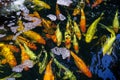 Koi Pond. Beautiful multicolored koi fish swimming in the pond. Clean water, stones, beautiful reflections, and fancy fish Royalty Free Stock Photo