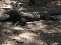 Closeup shot of a Komodo Dragon animal lying on the ground under the shadows of trees