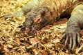 Closeup shot of a Komodo dragon lying on the pile of fallen foliage in autumn