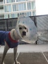 Closeup shot of a Labrador Retriever with a cone of shame wrapped around its neck Royalty Free Stock Photo