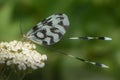 Closeup shot of a lacewing perched on a white flower. Royalty Free Stock Photo