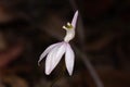 Closeup shot of a lady finger orchid (Caladenia catenata)