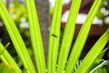 closeup shot of lady palm leaf and a bug Royalty Free Stock Photo