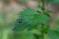 Closeup shot of a ladybird on a nettle leaf Royalty Free Stock Photo